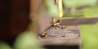 蜂箱和蜜蜂，靠近点