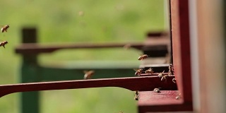 飞舞的蜜蜂围着蜂箱
