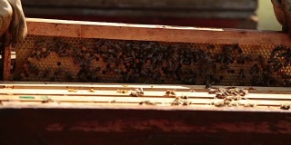 蜂巢里满是蜜蜂
