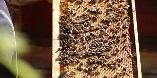 蜜蜂在蜂巢