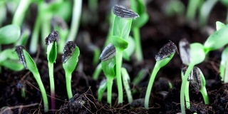 在土壤中发芽生长的向日葵种子植物