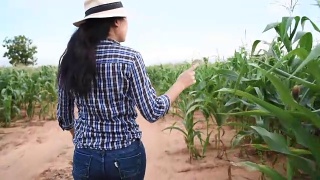 在玉米地里行走的女农民视频素材模板下载