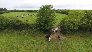 从一个田野到另一个田野的奶牛鸟瞰图视频素材模板下载