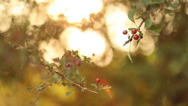 成熟山楂枝在阳光明媚的秋日，闭合