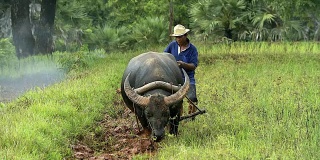 亚洲水田农民用水牛的传统方式犁地，为雨季做准备