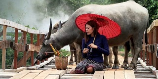 身穿泰国传统服饰的亚洲妇女坐在木桥上，背景是水牛