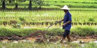 亚洲水田农民用水牛的传统方式犁地，为雨季做准备