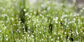 淘洗:小草上的水滴