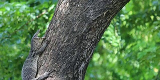 巨蜥爬上树(Varanus bengalesis)