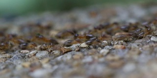 白蚁在旧水泥地板上行走。
