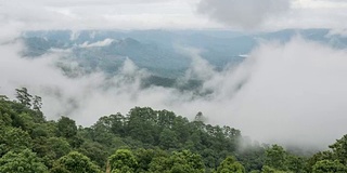 移动的雾在雨林，缩放时间流逝