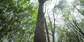 橡胶树，泛相机运动