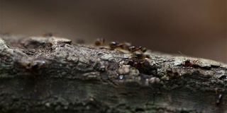 蚂蚁在森林