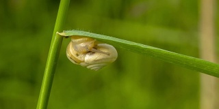 蜗牛在草叶上爬行