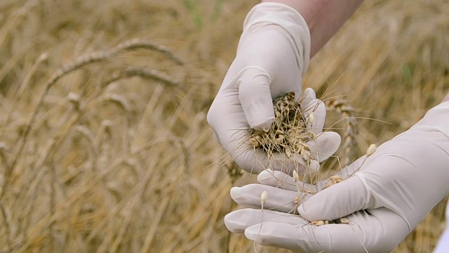 农业专家在收割前对大麦进行质量检查