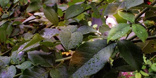雨滴落在玫瑰叶子上