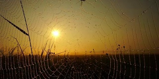 太阳在蜘蛛网里