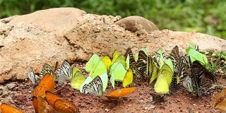 许多种类的蝴蝶在潮湿的地面上吃盐