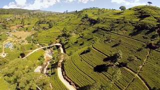 斯里兰卡的茶园视频素材模板下载