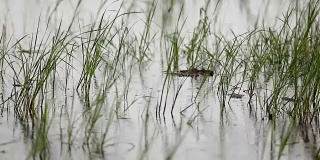 稻田在雨季收割