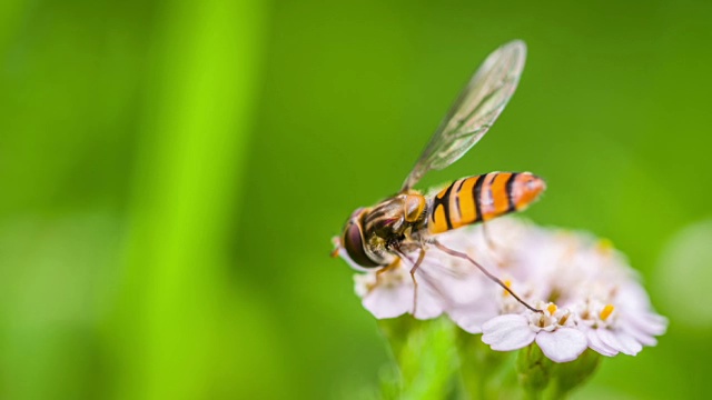 Hoverfly在一个白色的野花-微距镜头