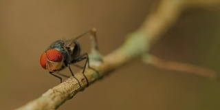 吹蝇、腐肉蝇、蓝蝇、绿蝇或簇蝇