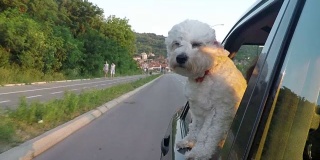 小狗把头伸出行驶中的汽车