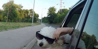 戴着墨镜往车窗外看的搞笑狗