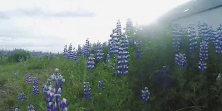 野羽扇豆花在冰岛的夏天盛开