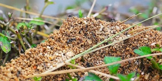 蚂蚁们正在用船舱里的小沙子建造它们的房子。