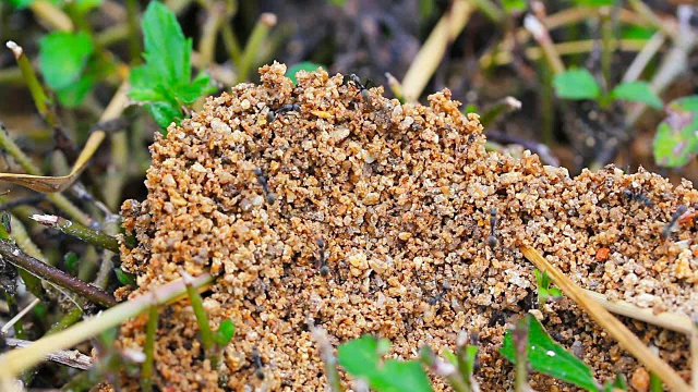 蚂蚁们正在用船舱里的小沙子建造它们的房子。