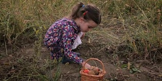 可爱的小女孩拿着篮子从菜园里捡有机食物。真实的人，乡村场景。