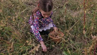 可爱的小女孩用篮子捡有机食品。真实的人，乡村场景。视频素材模板下载