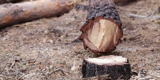 森林砍伐。伐木工人正在用链锯锯树。