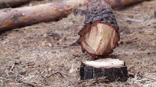 森林砍伐。伐木工人正在用链锯锯树。视频素材模板下载
