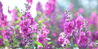 美丽的紫花盛开