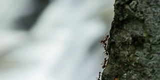 红蚂蚁在瀑布和溪流附近的树上游行。
