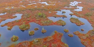 白俄罗斯的野生动物保护区。鸟瞰图。飞过森林沼泽。空中无人机拍摄的