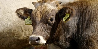 生物动力农场的奶牛