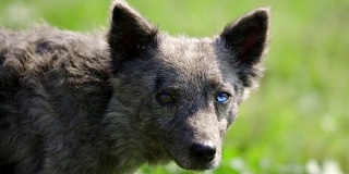 蓝眼睛的黑狗