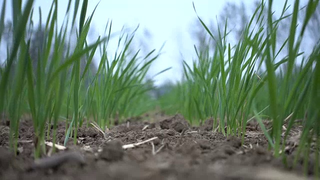 鲜绿麦草