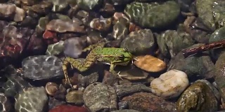 小溪和青蛙