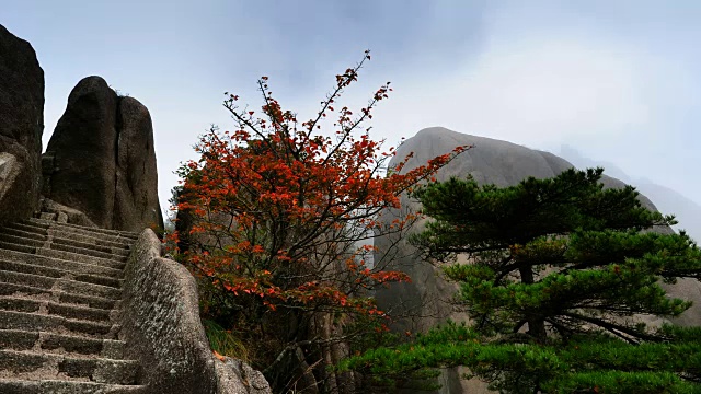 红叶和松树在山顶