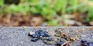 高清摄影车:蚂蚁在工作