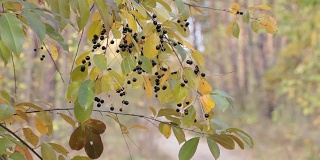 秋天森林里树上的黑浆果。