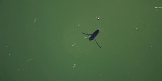 在水面上游泳的昆虫