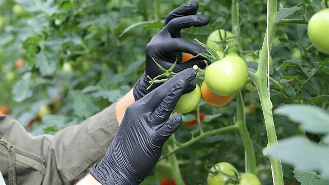 农民在温室里检查未成熟的西红柿。
