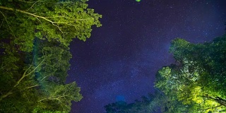 星夜森林