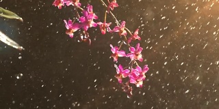 雨落在粉红兰花缓慢