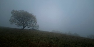 雾中孤独的老树
